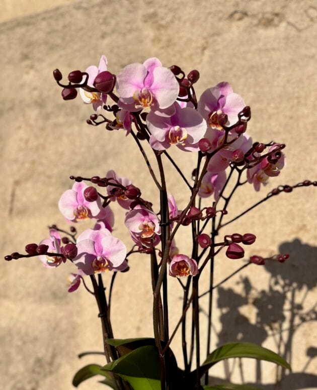 Orchidée Belissimo – Image 2