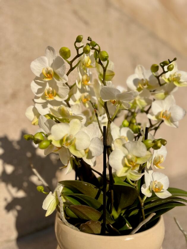 Orchidée Belissimo – Image 2