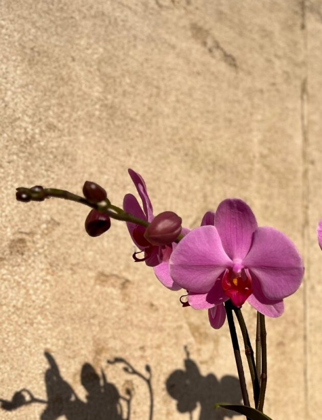 Orchidée Rose – Image 2