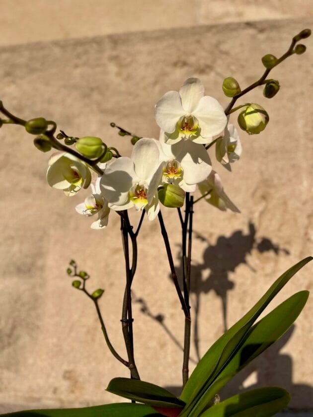 Orchidée Blanche – Image 2