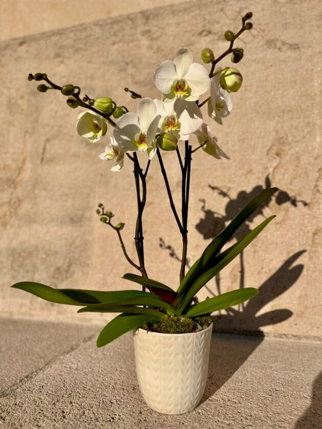 Orchidée Blanche