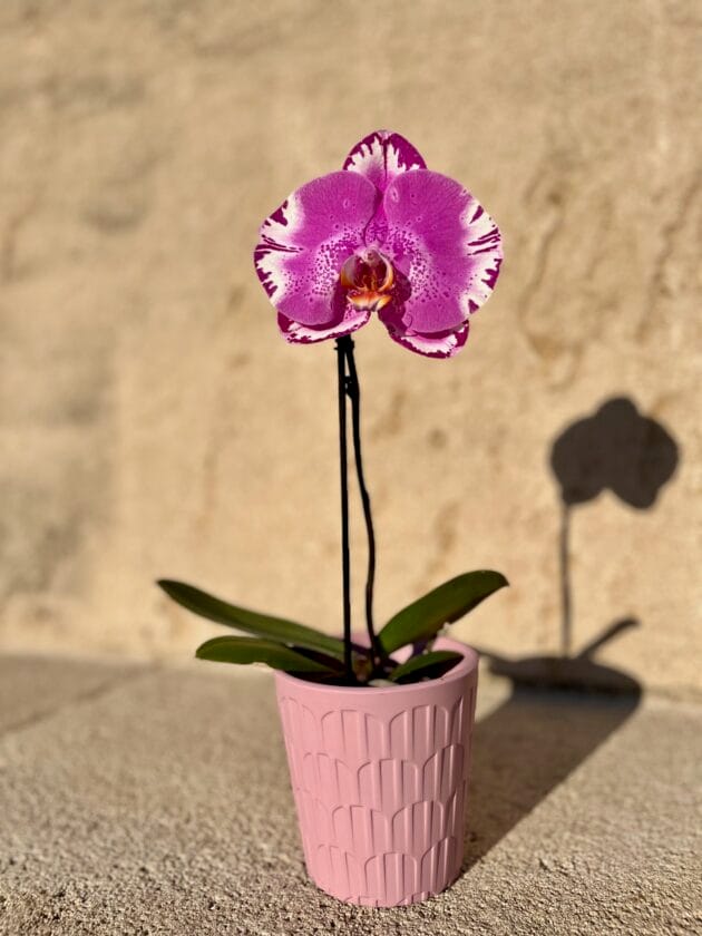 Orchidée Singolo Rose