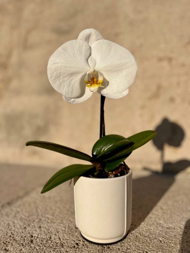 Orchidée Singolo Blanche