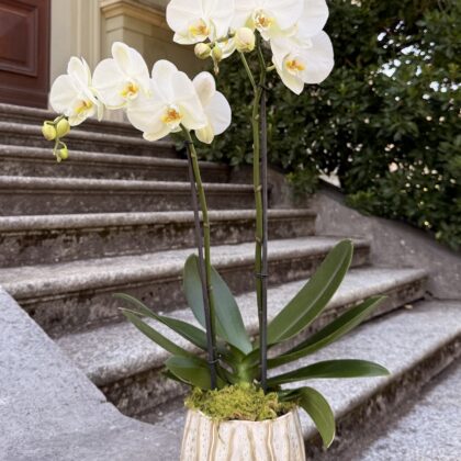 Orchidée Blanche