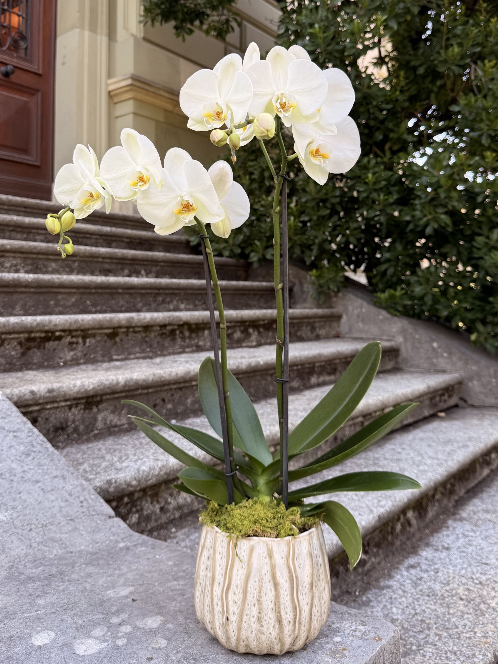 Orchidée Blanche