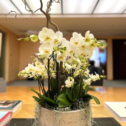 Orchids