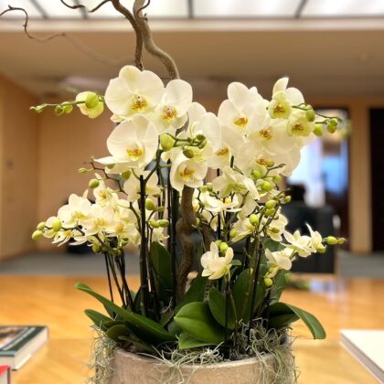 Orchidées