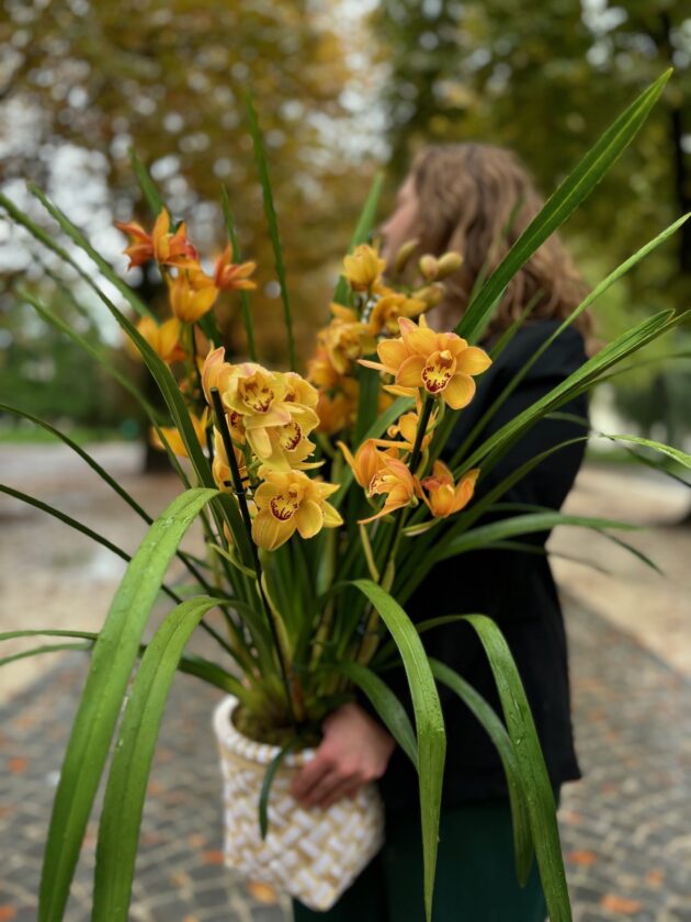 Cymbidium orange - Image 2