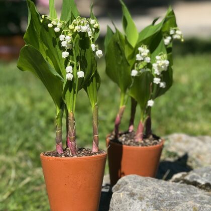 Muguet du 1er Mai