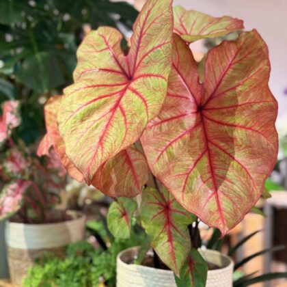 Caladium
