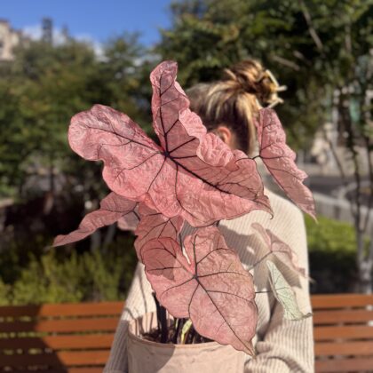Caladium Rose