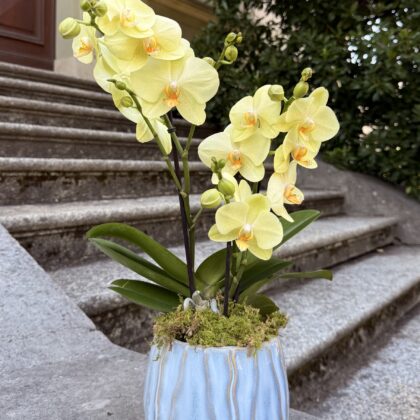 Yellow Orchid