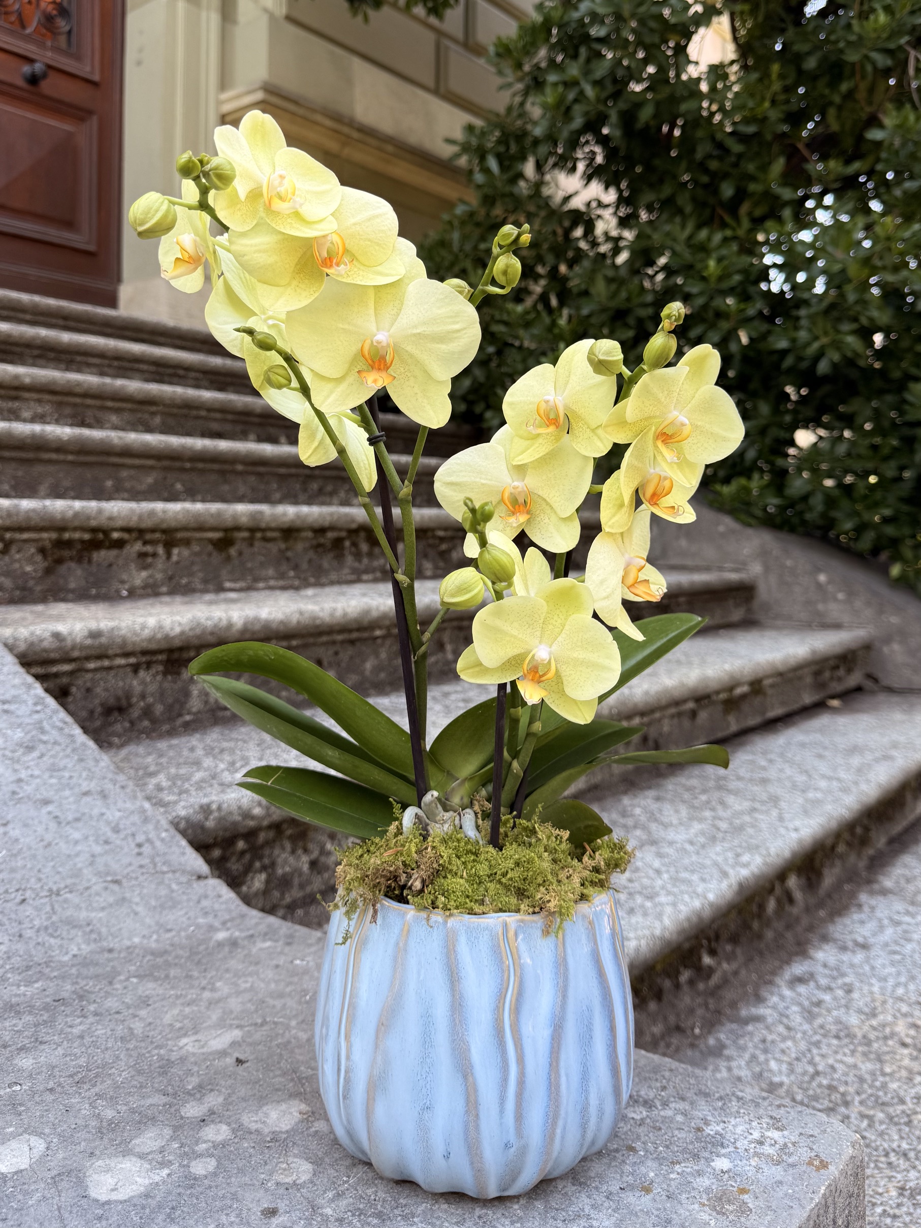 Yellow Orchid